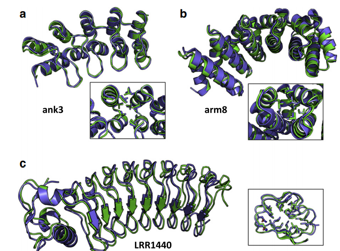 Superposition of models and crystal structures for ank3 (a) (RMSD of 0.9 Å), arm8 (b) (RMSD of 0.9 Å) and
LRR_1440 (c) (RMSD of 1.1 Å). Models are in green and crystal structures are in blue. In most cases, the core residues assume the conformation predicted in the models, as shown in (a), (b) and (c) insets for some of the side chains. Parts of the structures have been removed to display the core residues. RMSD was calculated using backbone heavy atoms. For LRR, the N-terminal capping repeat was not included in the RMSD calculation; when it is considered, the RMSD increases to 1.6 Å. Pictures were realized with PyMOL (Schroedinger).