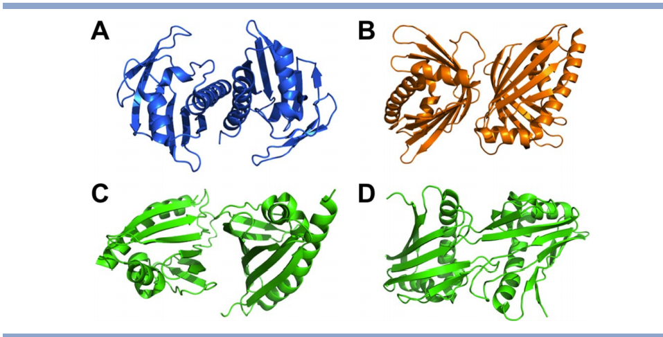 Examples of variability in the bet-V1 clan dimer interfaces. Aggregation screening was conducted prior to structure determination by NESG and the proteins were found to be dimeric under the crystallization conditions: A) SSP2350 (PDB ID 3Q6A). B) MM0500 (PDB ID 1XUV). C, D) Two plausible crystallographic dimer interfaces observed for MLL2253 (PDB ID 3Q63).