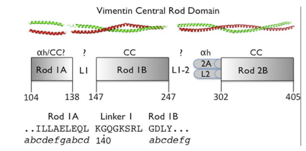Schematic depiction of the central rod domain of vimentin with rod and linker domains indicated.