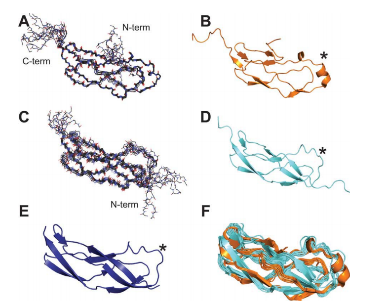 Structures of Domain I and IV from the Ybbr family protein of Desulfitobacterium hafniense.