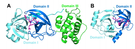 Image comparing HCV protease and SARS CoC2 Mpro protease structures