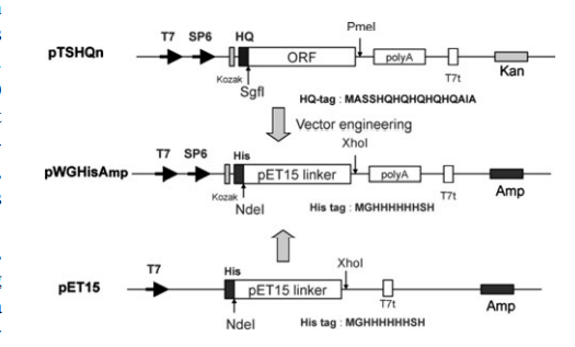 Vector engineering schema illustrating the creation of the
plasmid pWGHisAmp from pTSHQn (Promega), and the NESG
modified pET15 vector. PCR and In-FushionTM ligation independent cloning methods were used to replace the ORF and HQ metal affinity tag in pTSHQn with the pET15 linker region and 6xHis metal affinity tag to generate pWGHisKan.