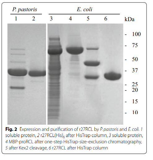 2 Expression and purification of r27RCL by P. pastoris and E. coli. 1
soluble protein, 2 r27RCL(His)6 after HisTrap column, 3 soluble protein, 4 MBP-proRCL after one-step HisTrap-size-exclusion chromatography, 5 after Kex2 cleavage, 6 r27RCL after HisTrap column
