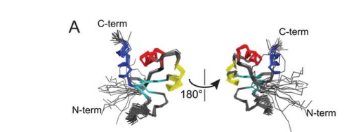  Superposition of the backbone of 18 the lowest energy structures
as determined from NMR constraints. The a1, a2, and a3 helices of the aromatic claw are colored red, yellow, and blue, respectively, while the pseudo-sheet is cyan.
