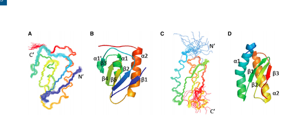 (A–D) Superimposed conformers representing the solution structures of the (A) N-terminal domain (NTD) and (C) C-terminal domain (CTD). Ribbon diagrams representing the (B) NTD and (D) CTD. The residues in each domain are colored from blue at the N terminus to red at the C terminus.
