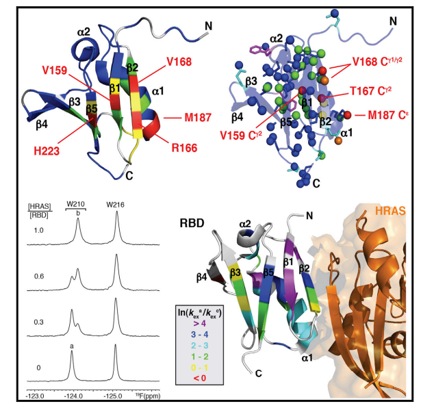 Solution NMR and X-ray crystal structures of BRAF RASbinding domain
