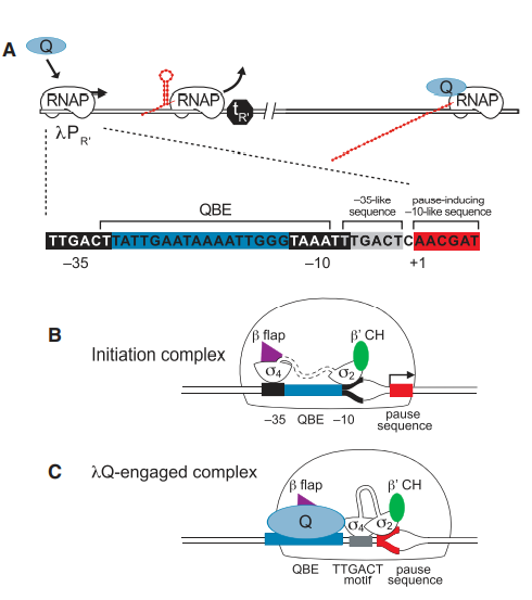 lQ Regulates Gene Expression from lPR