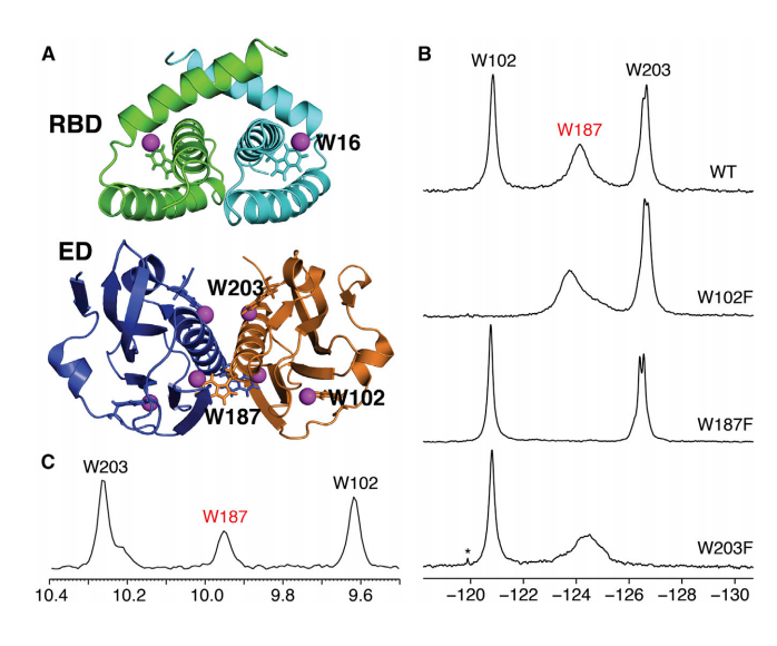 . Locations of 5-F-Trp Residues in the Dimer Structures of Ud NS1A Domains
and Assignment of 19F Resonances in 5-FTrp-labeled Ud NS1A ED