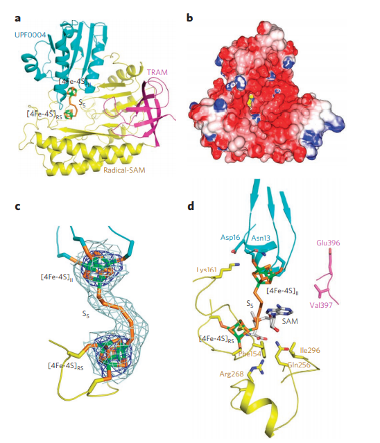 ) Ribbon diagram
showing the UPF0004, radical-SAM and TRAM domains in cyan, yellow and magenta, respectively. 