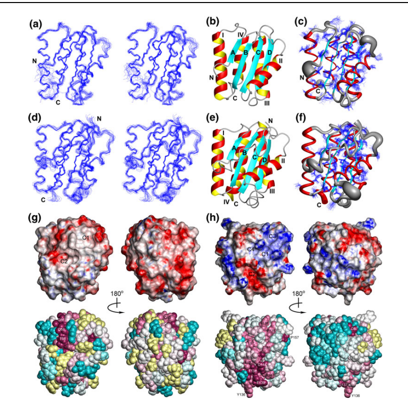 1 a Stereoview of the 20 conformers representing the solution
structure of CG2496(41–180) obtained after superposition of the Ca atoms of the regular secondary structure elements for minimal RMSD.