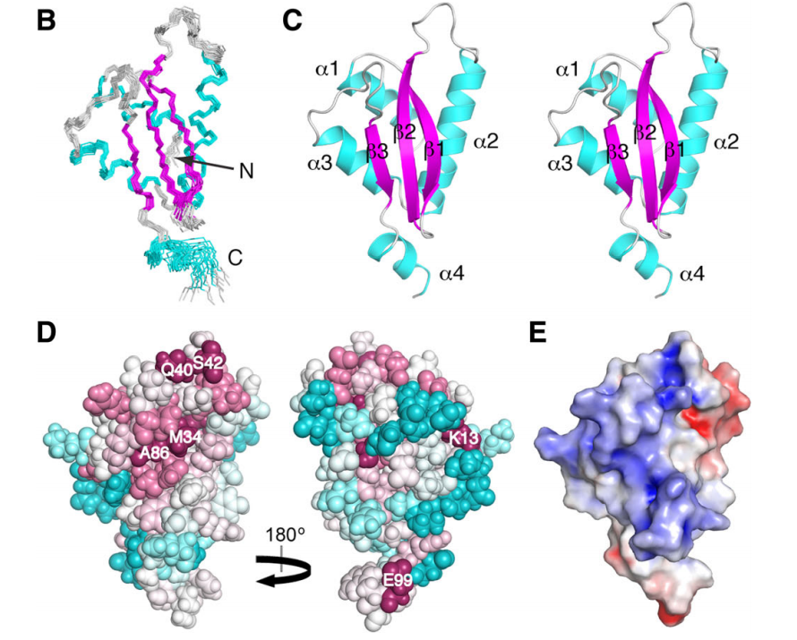 Solution NMR structure of RP-L35Ae from Pyrococcus furiosus.