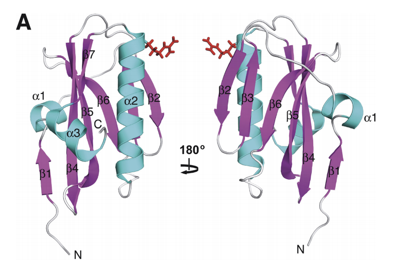 Solution NMR studies of [W187R]Ud and wild type Ud NS1A(85–215)