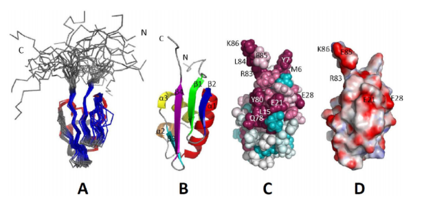  Superposition of the final ensemble of 20 conformers from the solution NMR structure of Asl3597 (PDB ID, 2KRX).