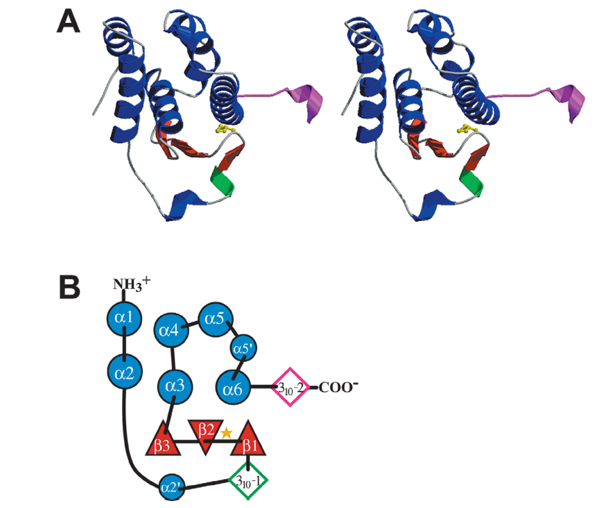 The structure of E. coli SufE. A, MOLSCRIPT/Raster3D75,76 stereo ribbon diagram of the E. coli SufE crystal structure.