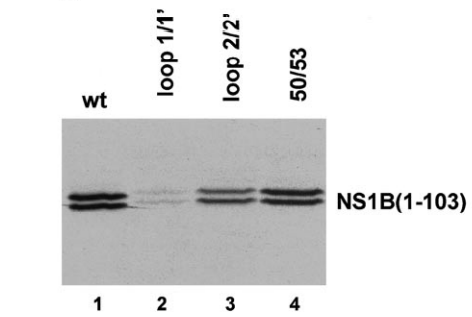 Loop 1/1', but not loop 2/2' or R50/R53, comprises part of the ISG15
protein-binding site. GST-ISG15 (1 g) was added to each of the following 35S-labeled NS1B(1-103) proteins: wild-type (Lane 1), loop 1/1' mutant (Lane 2), loop 2/2' mutant (Lane 3), or the 50/53 mutant (40,000 cpm each).
