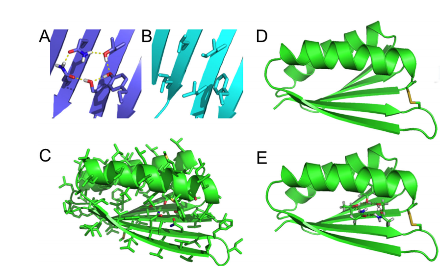 Top7_PC and Top7 models. Close up view comparing the core region of Top7 before (B) and after (A) hydrogenbond network incorporation. (C) Hydrogen-bond network in the context of the whole structure of one of the initial “inverted”
Top7 models. (D) Model of the disulfide-bonded variant of Top7. (E) Model of disulfide-bonded Top7 with core hydrogen-bond network.